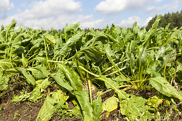 Image showing beetroot leaf