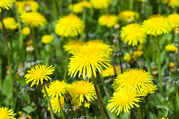 Image showing dandelion flower