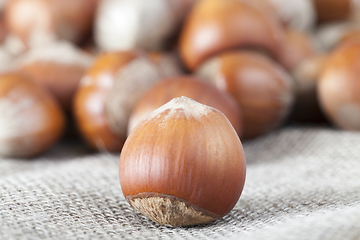 Image showing hazelnut shell