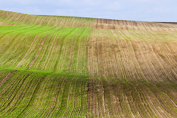 Image showing field wheat