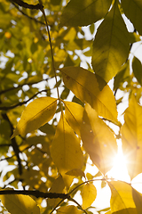 Image showing poplar autumn