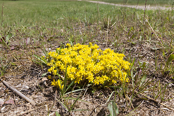 Image showing medical St. John\'s wort