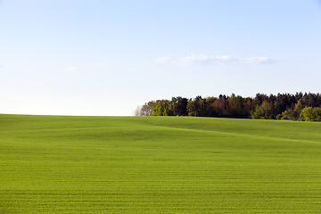 Image showing green field