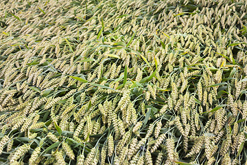 Image showing green wheat ears