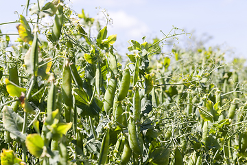 Image showing green pea pods