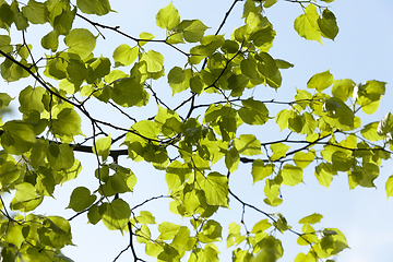 Image showing fresh green linden