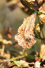 Image showing chestnut leaf