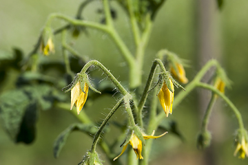 Image showing tomato flowers