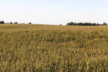 Image showing corn landscape