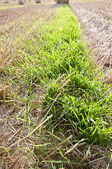 Image showing germinated wheat grain