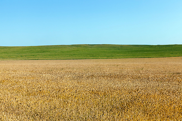 Image showing Landscape field