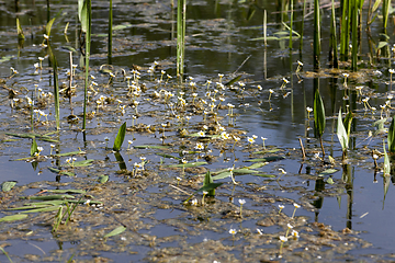 Image showing water the bogs