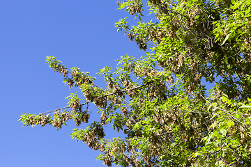 Image showing young ash foliage