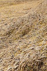 Image showing new crop of cereals