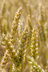 Image showing ears of wheat