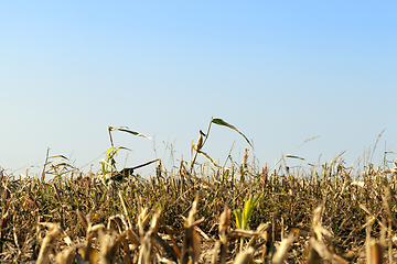 Image showing few corn stalks