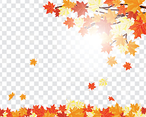 Image showing Maple leaves on transparency grid