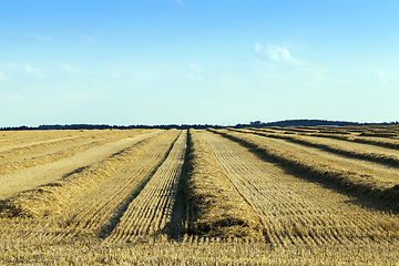 Image showing after harvesting grain