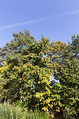 Image showing trees autumn