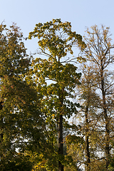 Image showing deciduous trees