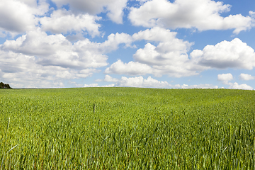 Image showing green field