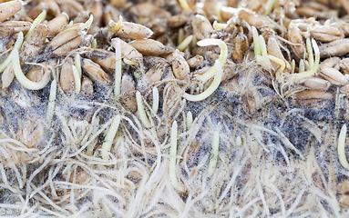 Image showing wheat , close-up