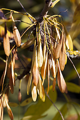 Image showing ash seeds