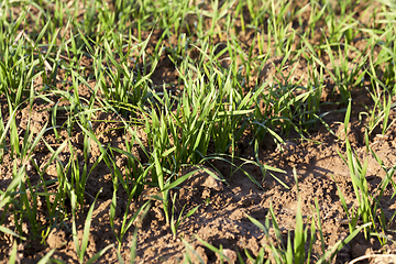 Image showing growing green grass