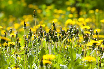 Image showing yellow dandelion