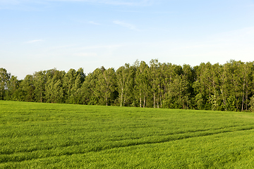 Image showing beautiful green grass