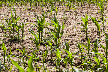 Image showing green corn