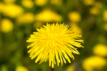 Image showing one yellow dandelion