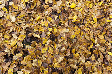 Image showing wet foliage