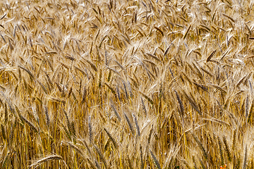 Image showing rye field