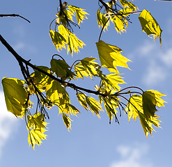 Image showing details of spring nature