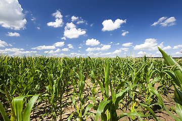 Image showing high green corn