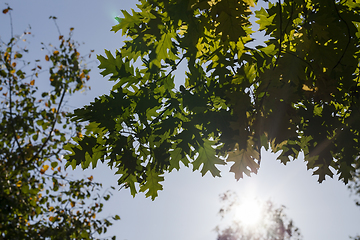 Image showing spring oak