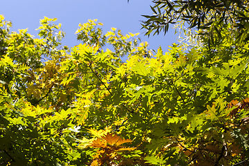 Image showing colored oak foliage