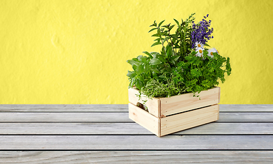 Image showing green herbs and flowers in wooden box on table