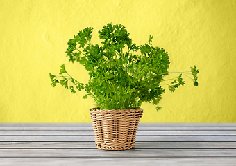 Image showing green parsley herb in wicker basket on table