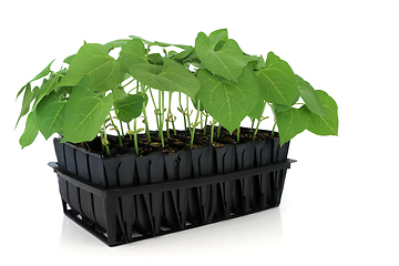 Image showing Runner Bean Plants Growing in Root Trainer