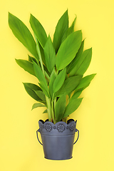 Image showing Turmeric Healthy Spice Plant Growing in a Pot