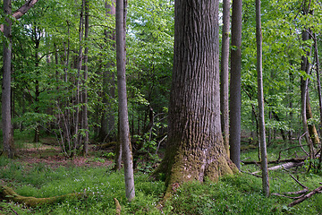 Image showing Rich deciduous forest in springtime light