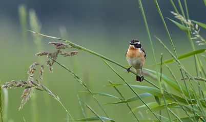 Image showing Whinchat(Saxicola rubetra )sitting on blade of grass