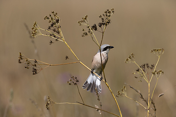 Image showing Red-backed Shrike (Lanius collurio) male perching