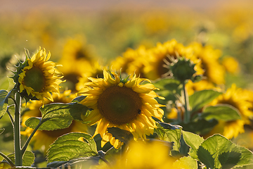 Image showing Ripe sunflower field in summertime morning