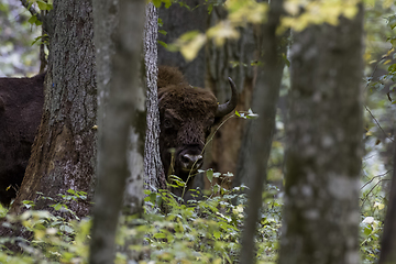 Image showing European bison(Bison bonasus) male head