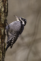 Image showing Eurasian Three-toed woodpecker (Picoides tridactylus) close up