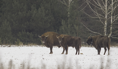 Image showing Group of European Bison(Bison bonasus) in winter