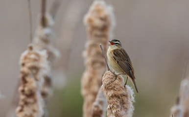 Image showing Sedge warbler (Acrocephalus schoenobaenus) on reed